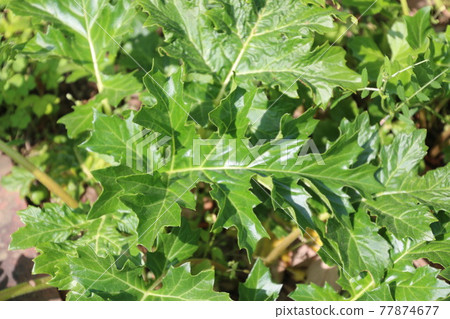 Thistle (Acanthaceae) Thistle (Acanthaceae) 77874677