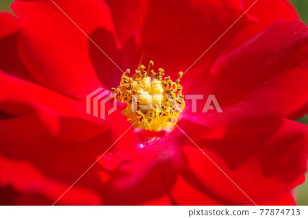 Red roses are in bloom in the rose garden. The name of this rose is Minor Fair. 77874713