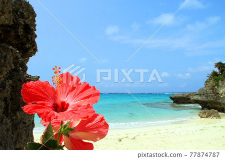 Okinawa's beautiful sea and hibiscus Okinawa's beautiful sea and hibiscus 77874787