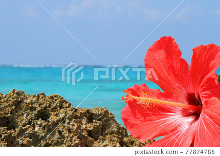 Okinawa's beautiful sea and hibiscus Okinawa's beautiful sea and hibiscus 77874788