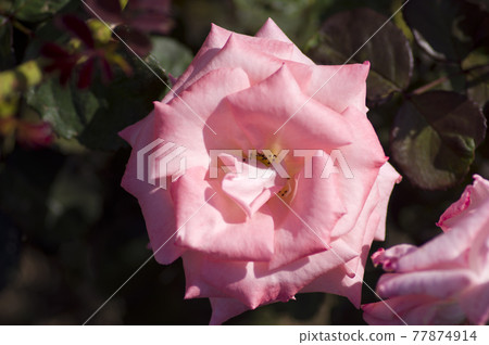 玫瑰園裡盛開著粉紅玫瑰。這朵玫瑰的名字是Chelish。 77874914