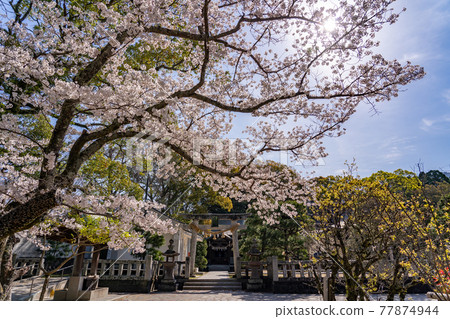 山口縣萩市松陰神社松門神社的鳥居和小櫻 山口縣萩市松陰神社松門神社的鳥居和小櫻 77874944