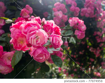 Rose flowers blooming in the spring garden 77874958
