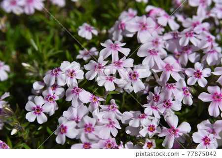 Misa cherry tree in full bloom Misa cherry tree in full bloom 77875042