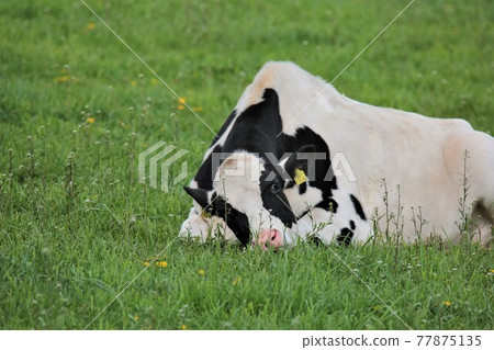 Ranch landscape-Holstein Ranch landscape-Holstein 77875135