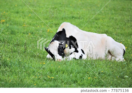 牧場景觀-荷斯坦 77875136