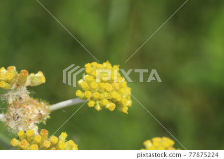 開花在春天領域的Hahakogusa黃色花 77875224