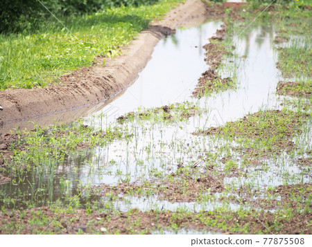水稻種植前的稻田 水稻種植前的稻田 77875508
