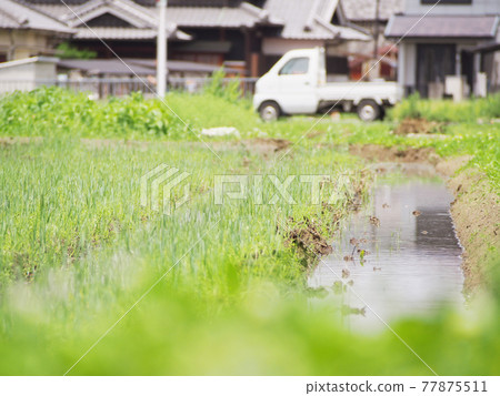 Rice field before rice planting Rice field before rice planting 77875511