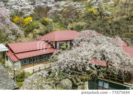 Kamakura hot spring in spring 77875694