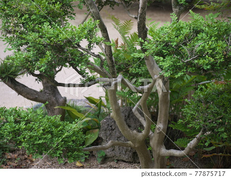 Boxwood Boxwood 77875717