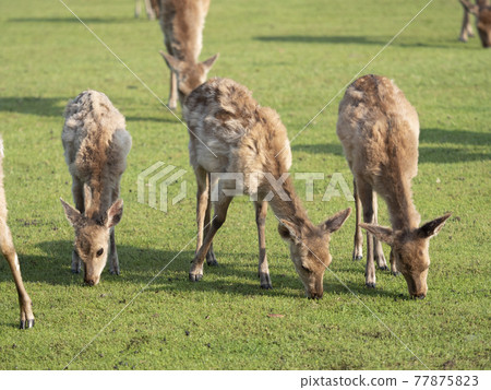 奈良公園的鹿在吃早餐 奈良公園的鹿在吃早餐 77875823