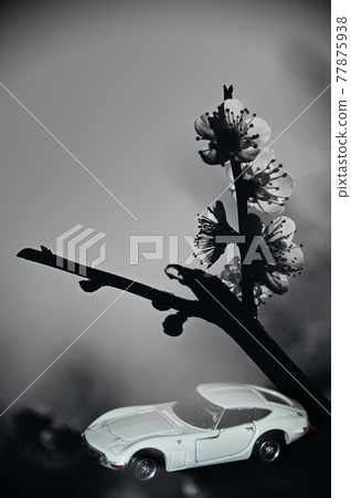Plum blossom viewing in a retro car Plum blossom viewing in a retro car 77875938