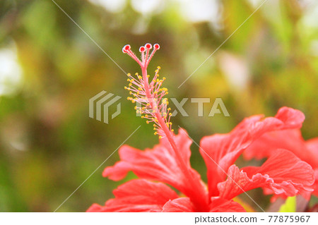 Okinawa red hibiscus Okinawa red hibiscus 77875967
