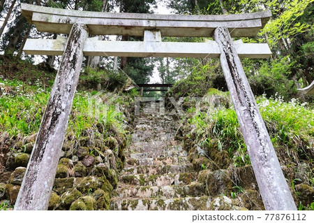 Steep mossy stone stairs and old torii 77876112