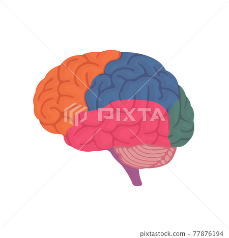 Human brain structure and part name (from the side) Vector illustration (without letters) Human brain structure and part name (from the side) Vector illustration (without letters) 77876194
