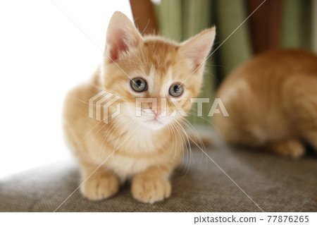 Everyday scenery of cat parents and children 77876265