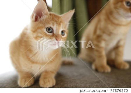 Everyday scenery of cat parents and children 77876270