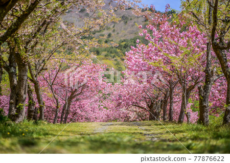 Double cherry blossoms on the sky mirror stand Double cherry blossoms on the sky mirror stand 77876622