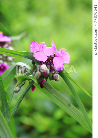 被雨水浸濕的紫露草（Spiderwort） 77876641