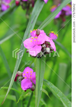 被雨水浸濕的紫露草（Spiderwort） 77876642