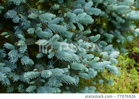 春天的銀杉幼葉嬌嫩美麗 春天的銀杉幼葉嬌嫩美麗 77876926