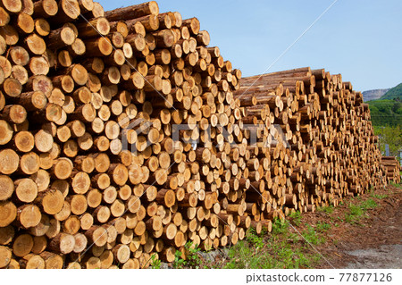 Many cedar trees piled up in an orderly manner Many cedar trees piled up in an orderly manner 77877126