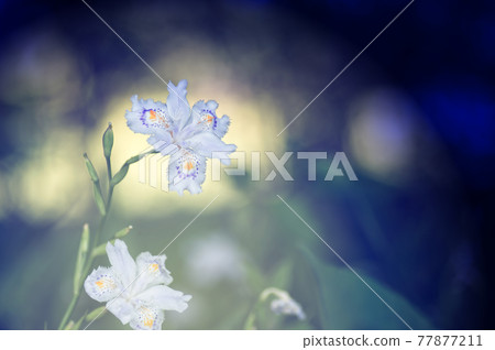 Butterflies blooming in a fantastic light 77877211