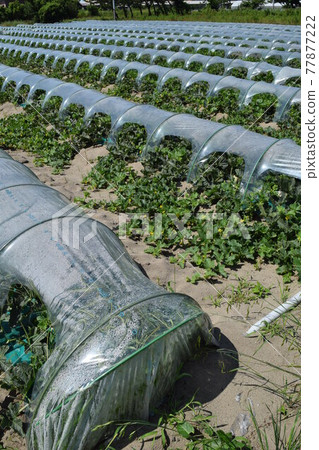 Melon cultivation Shonai sand dune Melon cultivation Shonai sand dune 77877222
