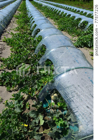 Melon cultivation Shonai sand dune Melon cultivation Shonai sand dune 77877226