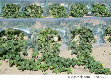Melon cultivation Shonai sand dune Melon cultivation Shonai sand dune 77877229