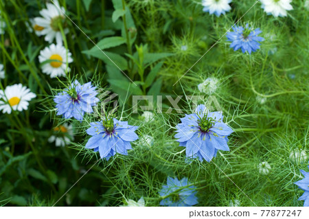 Beautiful Nigella flowers in the garden Beautiful Nigella flowers in the garden 77877247