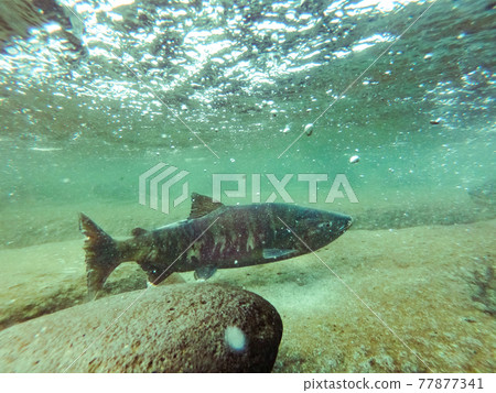 Underwater photography Salmon running up the river Mashike-cho, Hokkaido Underwater photography Salmon running up the river Mashike-cho, Hokkaido 77877341