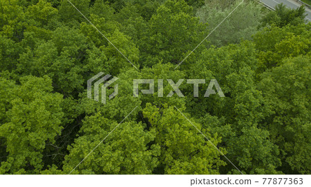 Drone's Eye View - forrest from above, aerial top down green forest background, Caucasus, Russia. 77877363