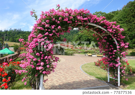 盛開的葡萄藤玫瑰玫瑰玫瑰 77877536