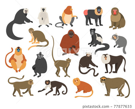 Cartoon monkeys. Exotic tropical animals.... - Stock Illustration  [77877633] - PIXTA