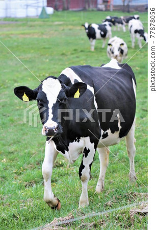 Ranch landscape-Holstein Ranch landscape-Holstein 77878056