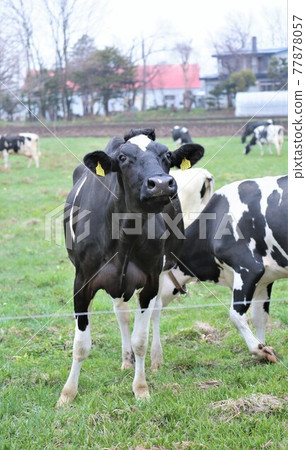 Ranch landscape-Holstein Ranch landscape-Holstein 77878057