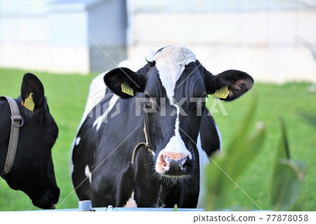Ranch landscape-Holstein Ranch landscape-Holstein 77878058