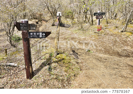 Spring of Mikuni Ridge, thistle flat branch 77878167