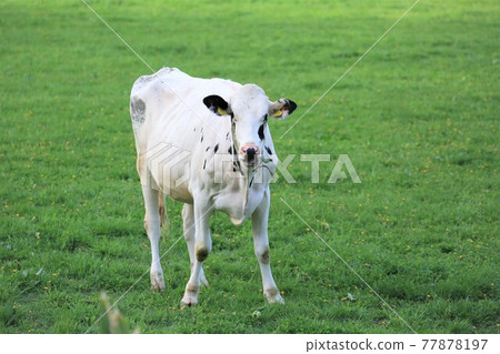 Ranch landscape-Holstein 77878197