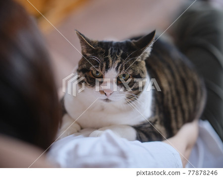 Cat and owner Cat and owner 77878246