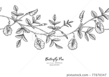 Seamless pattern Butterfly peas flower and leaf hand drawn botanical illustration with line art. Seamless pattern Butterfly peas flower and leaf hand drawn botanical illustration with line art. 77878347