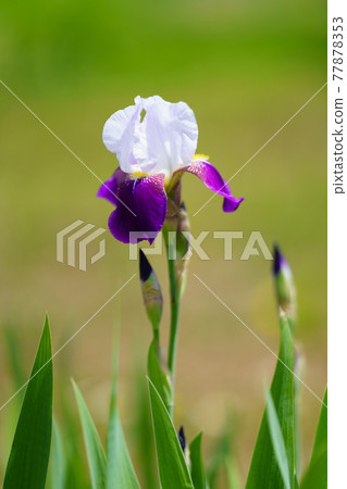 虹膜 虹膜 77878353