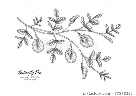 Butterfly peas flower and leaf hand drawn botanical illustration with line art. 77878355