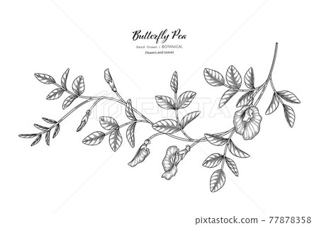 Butterfly peas flower and leaf hand drawn botanical illustration with line art. 77878358