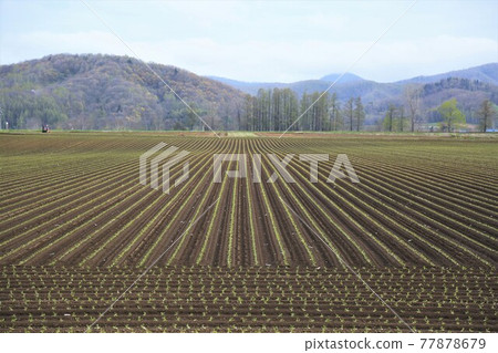 Landscape of Hokkaido "Spring field" 77878679