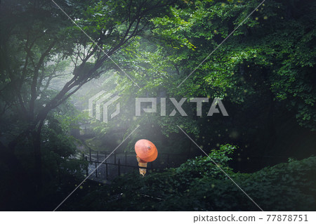 Rainy season 77878751