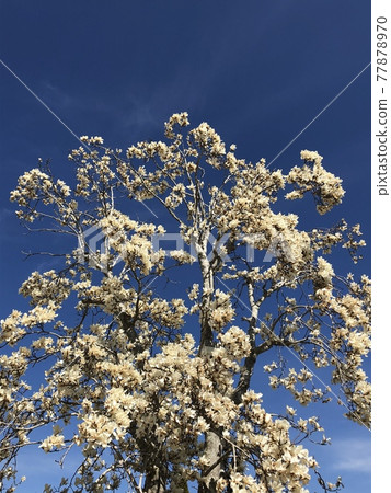*** Magnolia *** ~ · · Shiraki lotus · ~ *** Magnolia *** ~ · · Shiraki lotus · ~ 77878970