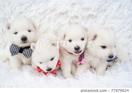 Cute best sale japanese spitz